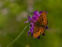 maudoc.com • Boloria titania •  IMG_1451 copia.jpg   Boloria titania